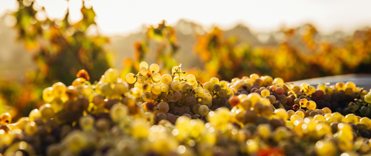 Pouring over policy: looking at the UK's 2024 wine reforms