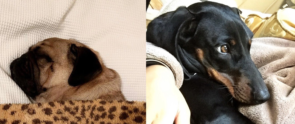 #StayWell: As long as I have you, anything is paws-ible