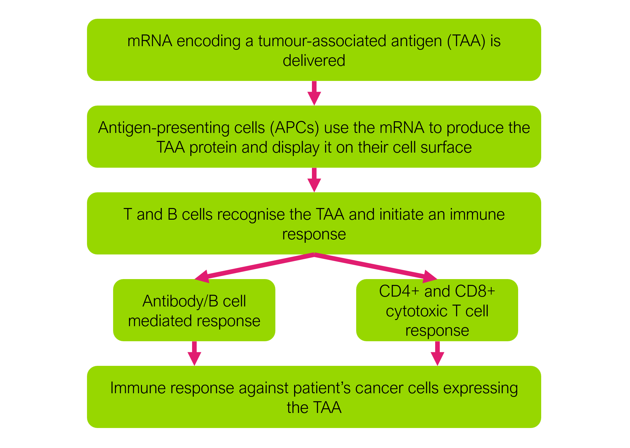 mRNA-article-graphic-002.png