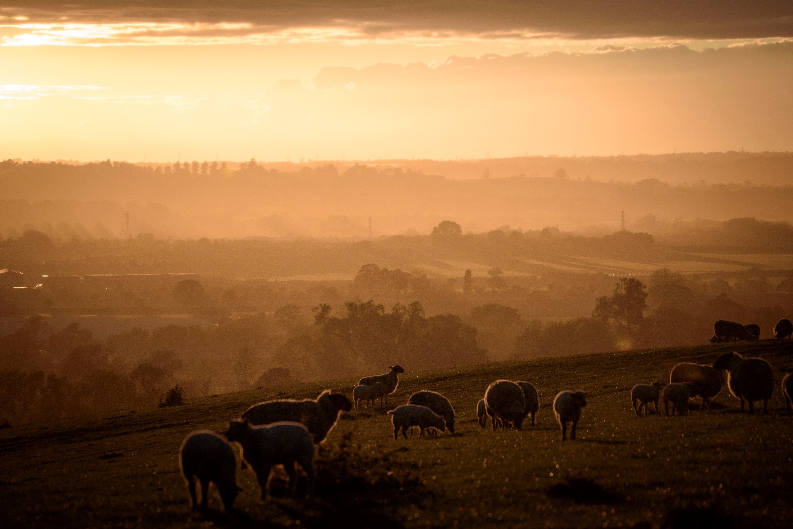 town-farm.jpg town-farm.jpg